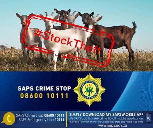 FOUR SUSPECTS REMAIN IN CUSTODY FOLLOWING R87,000 STOCK THEFT IN MIDDELBURG