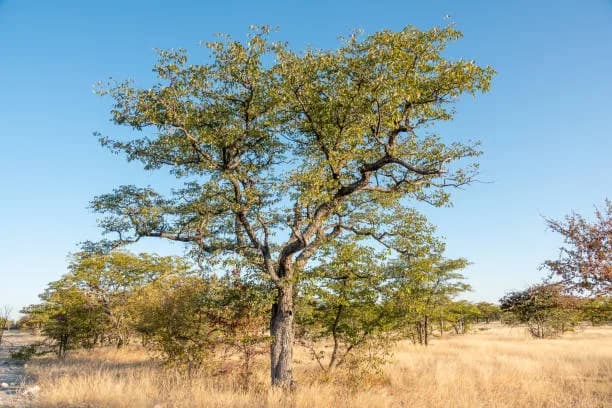 Arbor Day: A Celebration of Trees