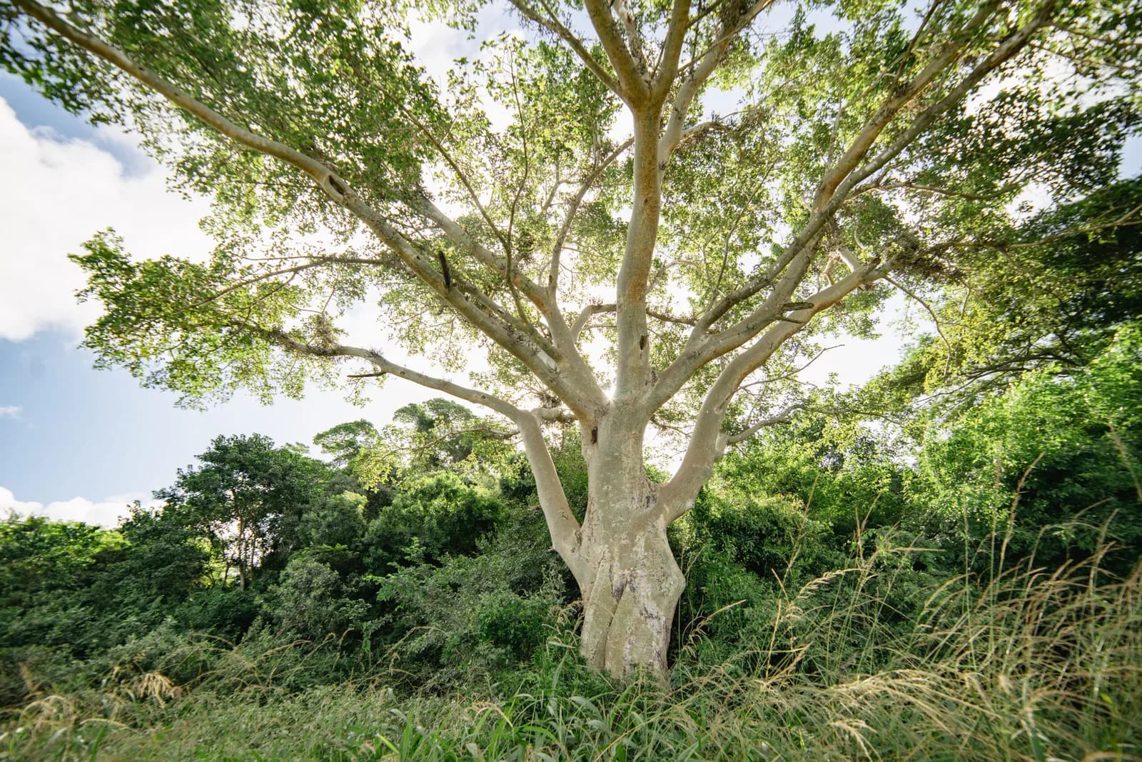 Planted Forests Safeguard South Africa’s Indigenous Trees